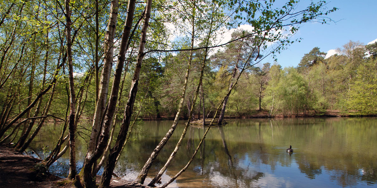 Heath Pond in Simons Wood (2015)