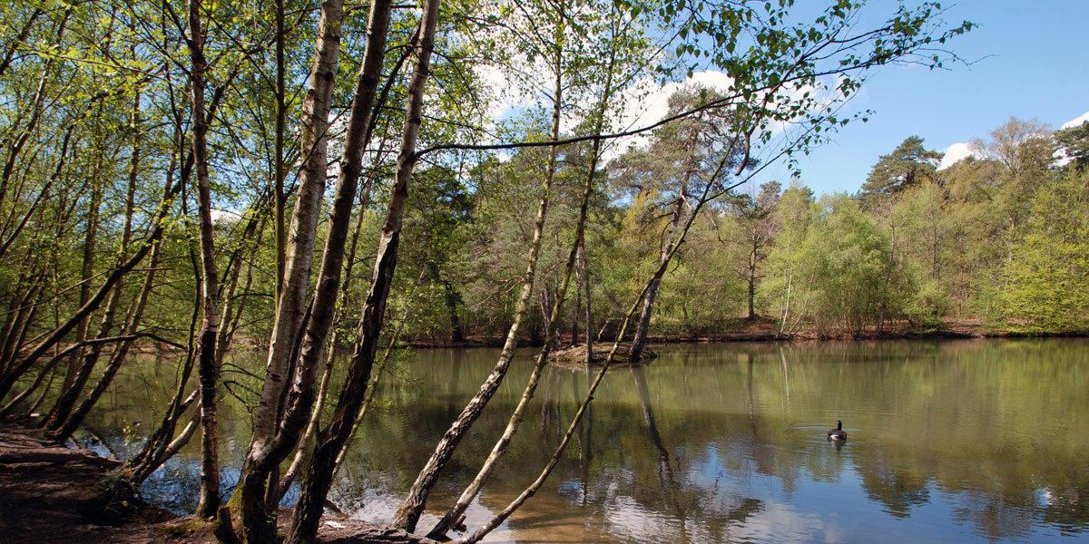 Heath Pond in Simons Wood (2015)