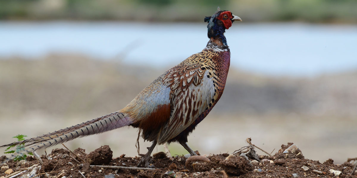 Pheasant at Manor Farm, near Moor Green Lakes (2015)